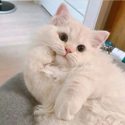 جنّت مرزا avatar