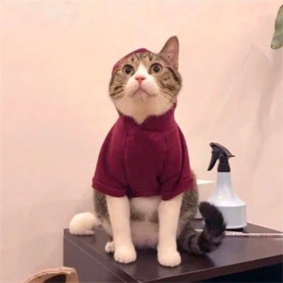 سعد شکیل avatar